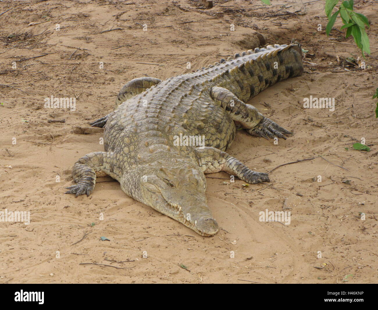 Un crocodile sur la plage montre de la rivière galana dans Kenya Tsavo East National Park. Banque D'Images