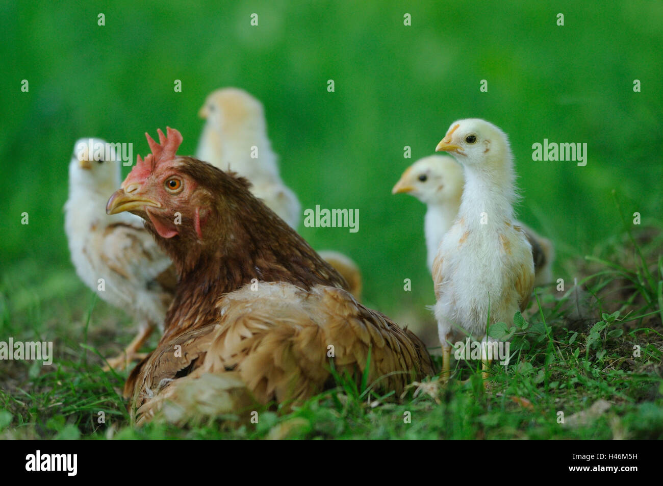 Poulet, Gallus gallus domesticus, hen avec chick, Banque D'Images