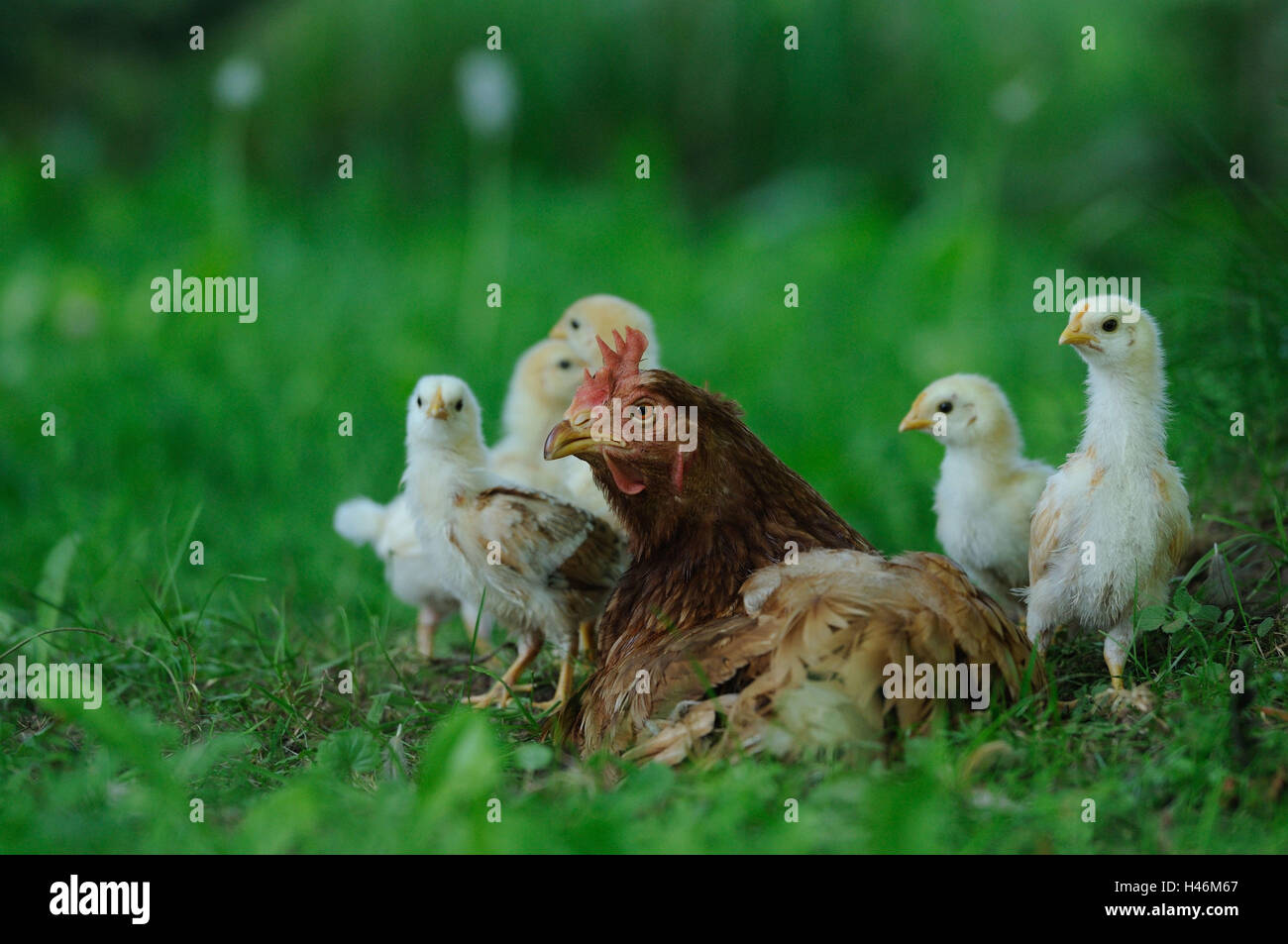Chambre poulet, Gallus gallus domesticus, hen avec chick, Banque D'Images