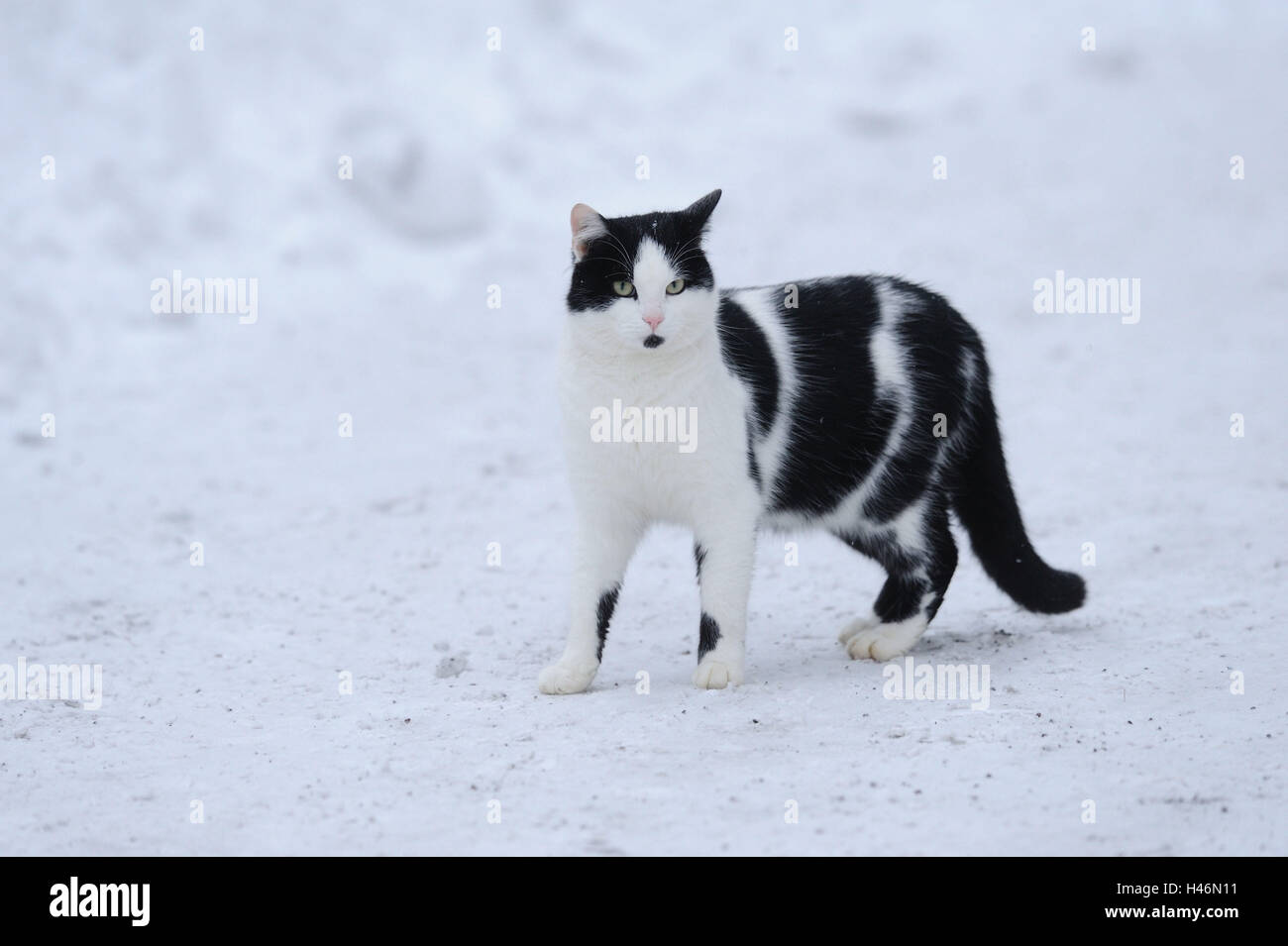 Chambre cat, Felis silvestris catus, vue de côté, le socle, le voir dans l'appareil photo, neige, hiver, Banque D'Images