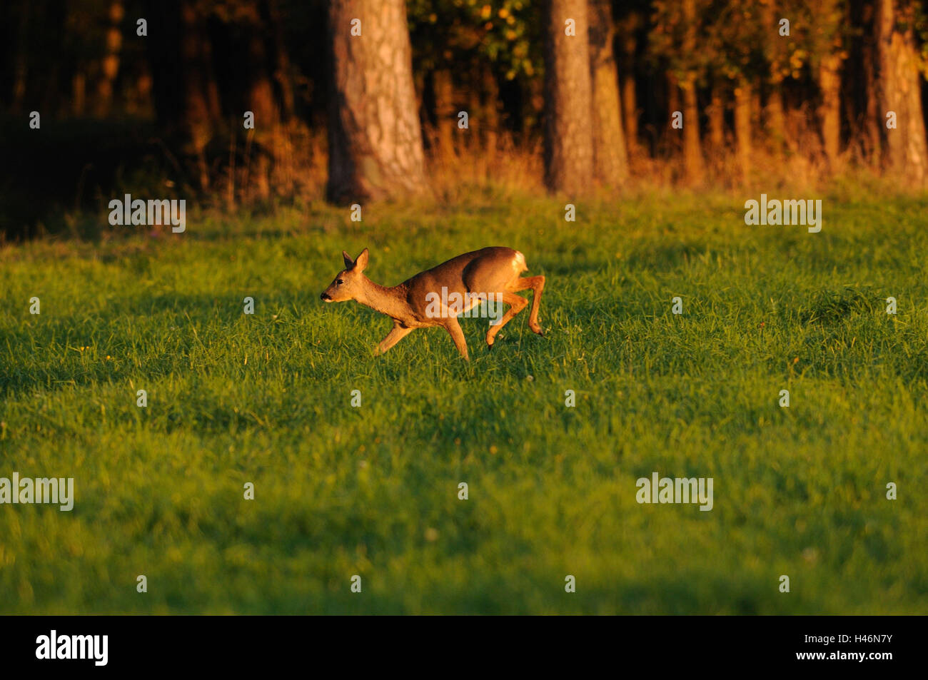 Chevreuil, Capreolus capreolus, afficher, exécuter, meadow, edge la forêt, Banque D'Images