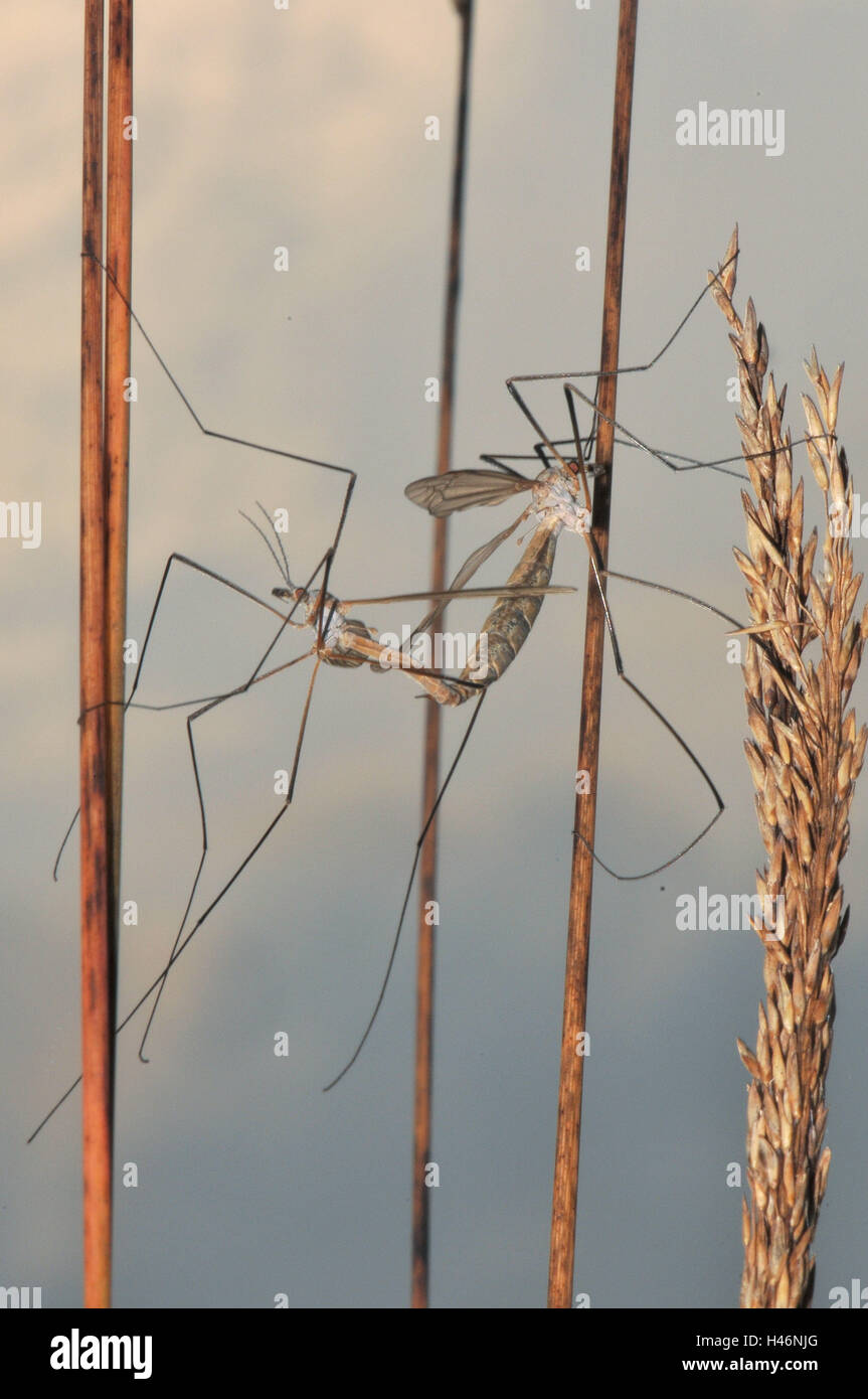 Schnaken, tiges, l'accouplement, Banque D'Images