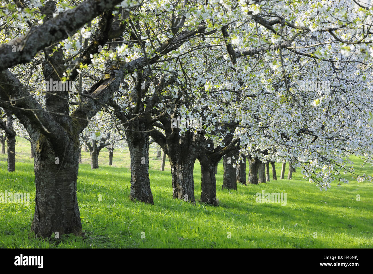 Pré, cerisiers, s'épanouir, de cerise, fleurs, nature, plantes, arbres de fruits à noyau, sorbe, printemps, cerisier fleurs, plantes, blanc, rose, cerise, de l'agriculture, Banque D'Images