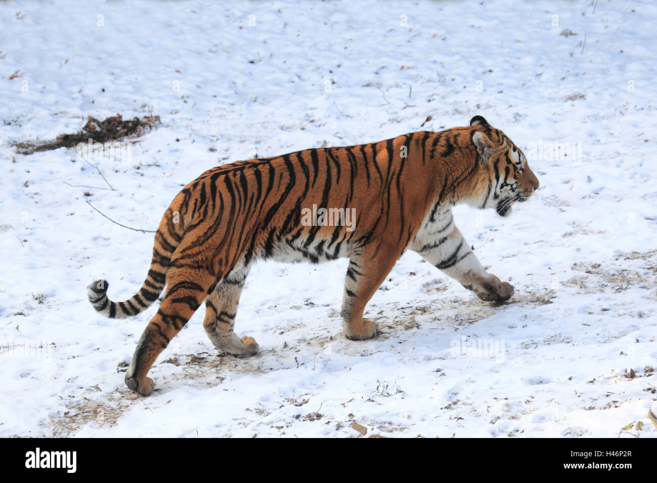 Tigre de Sibérie en hiver, Banque D'Images