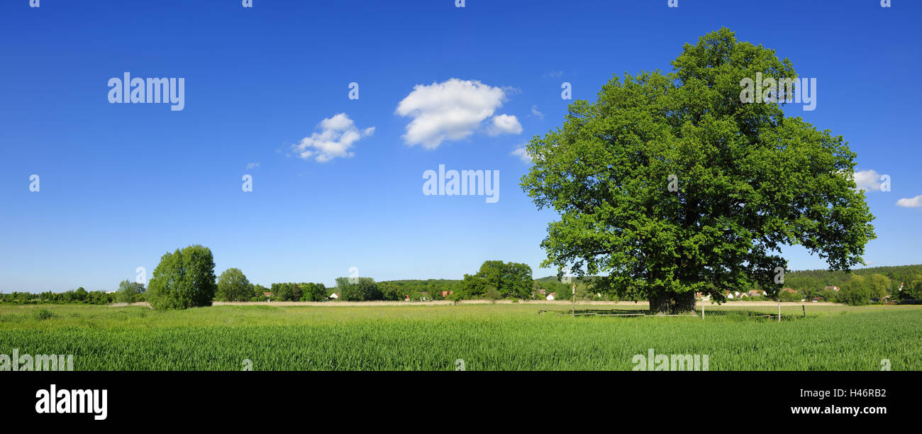 Allemagne, Thuringe, paysage, prairie, chêne solitaire, Banque D'Images