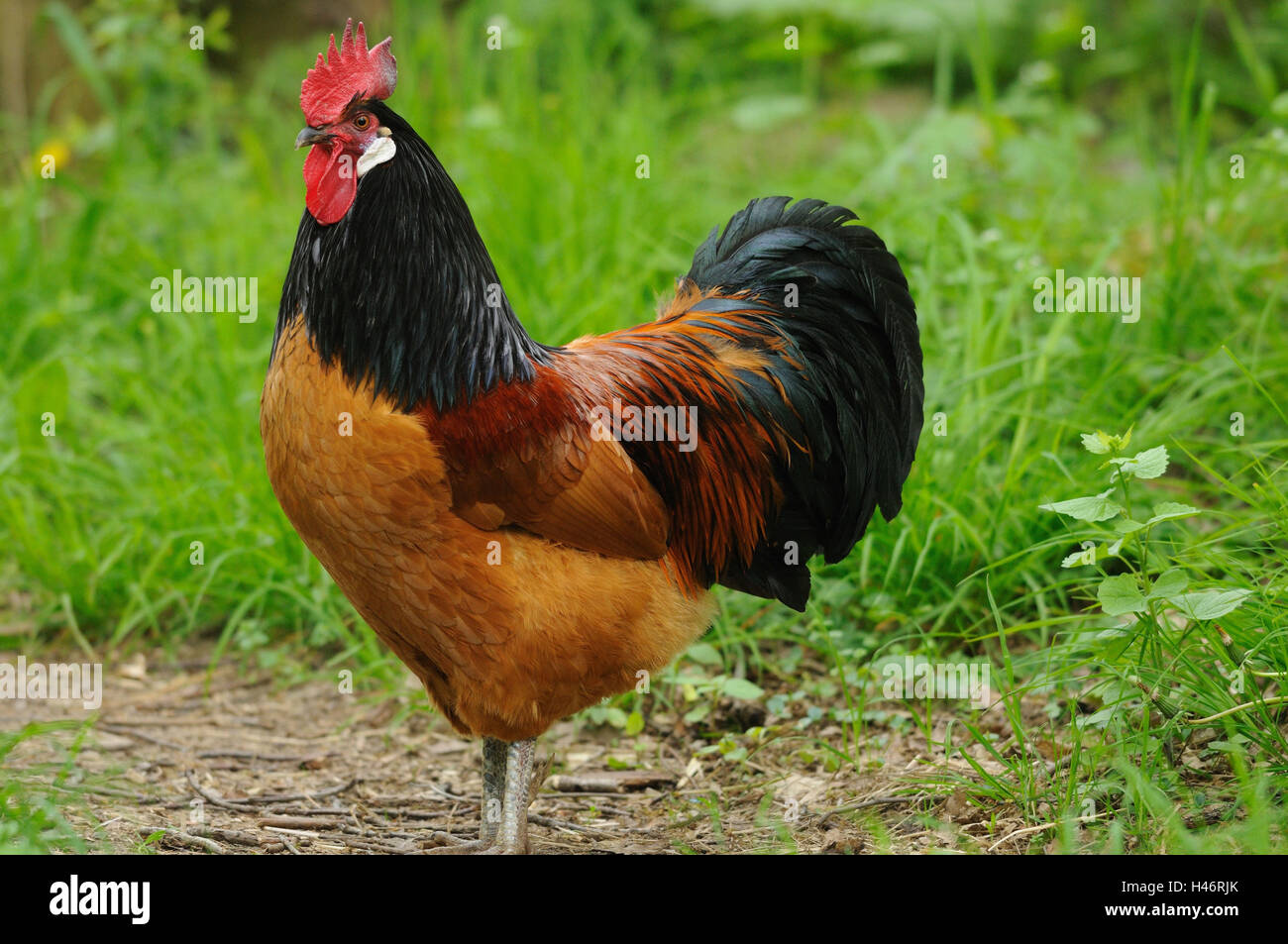 Chambre poulet, Gallus gallus domesticus, tap, side view, stand, Banque D'Images