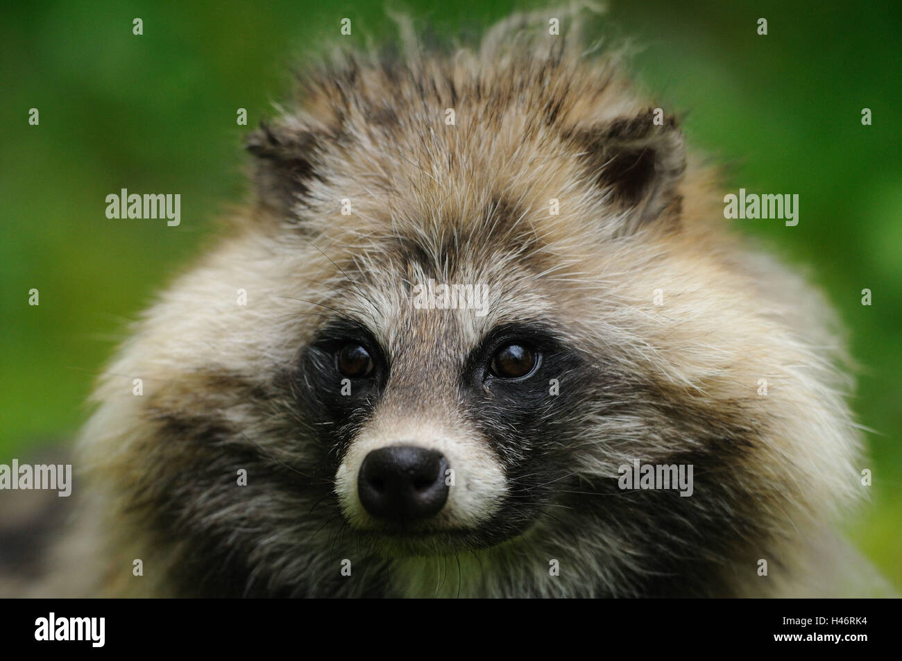 Nyctereutes procyonoides, chien viverrin, portrait, vue de face, looking at camera, Banque D'Images