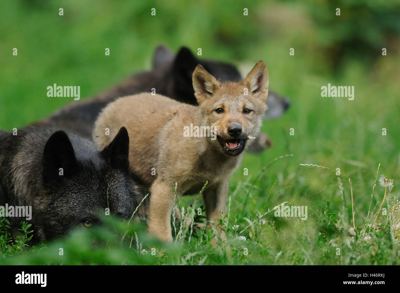 Bois de l'est le loup, Canis lupus lycaon, jeune animal, prairie, vue de face, debout, looking at camera, Banque D'Images