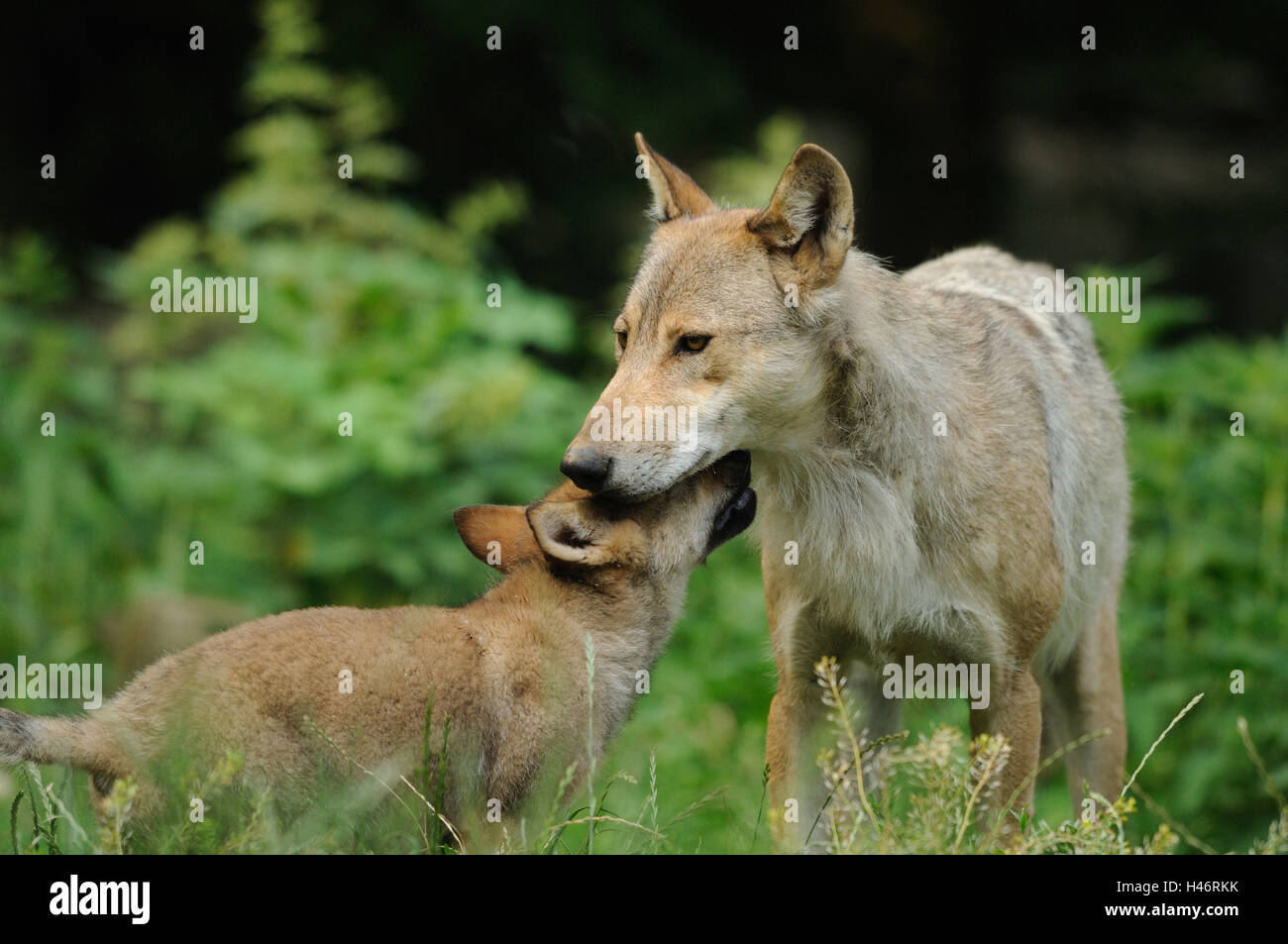 Bois de l'est le loup, Canis lupus lycaon, mère avec de jeunes animaux, prairie, vue de côté, debout, Banque D'Images