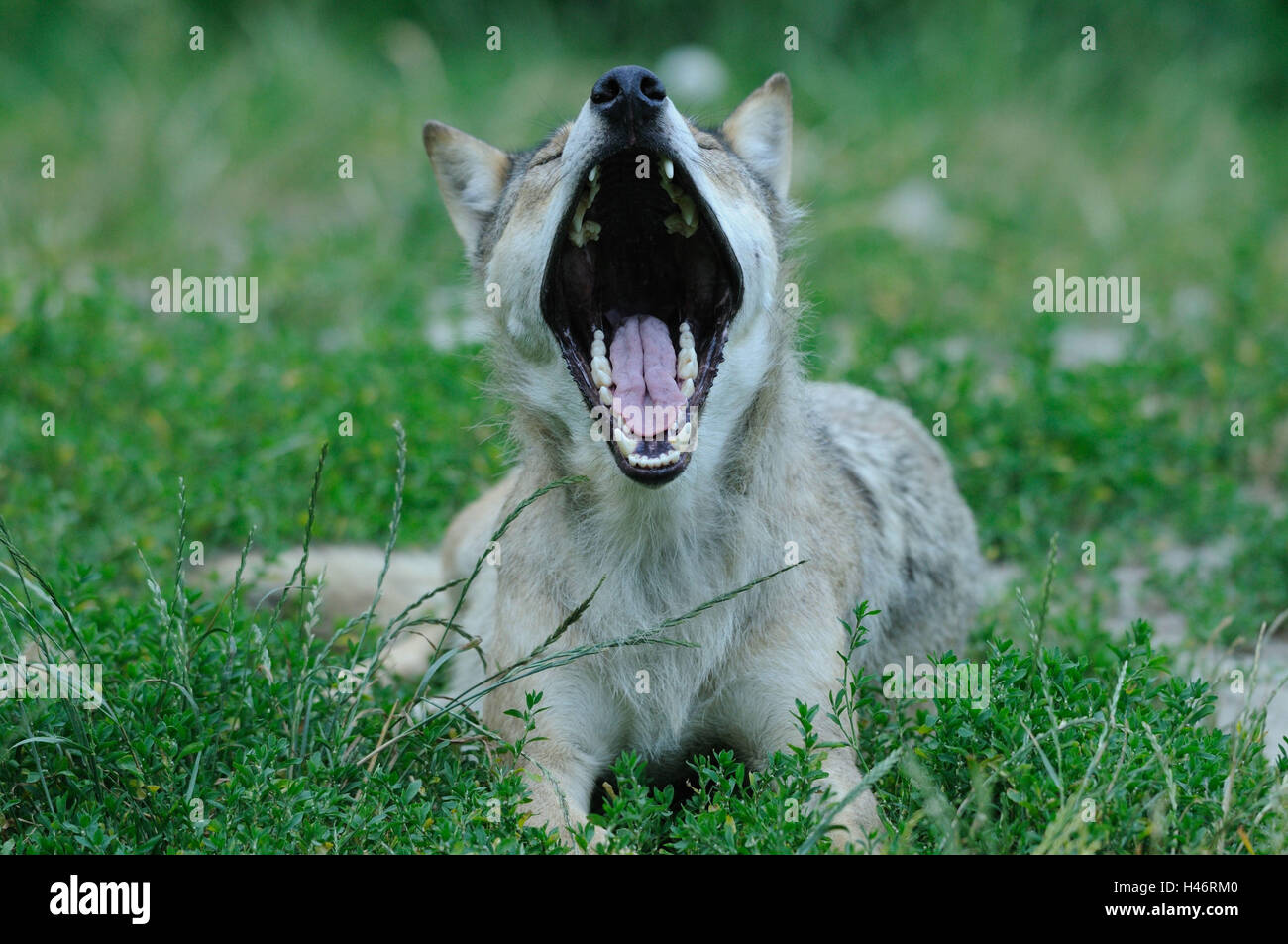 Eastern Timber Wolf, Canis lupus lycaon, pré, head-on, le mensonge, le bâillement, looking at camera, Banque D'Images