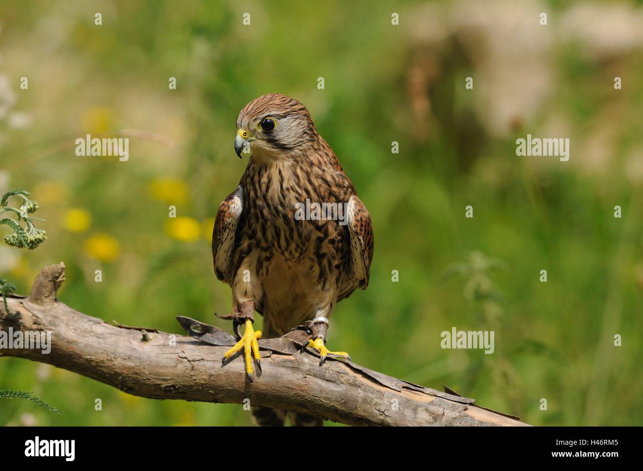 Faucon crécerelle, Falco tinnunculus, branche, vue de face, assis, Looking at camera, point sur le premier plan, Banque D'Images