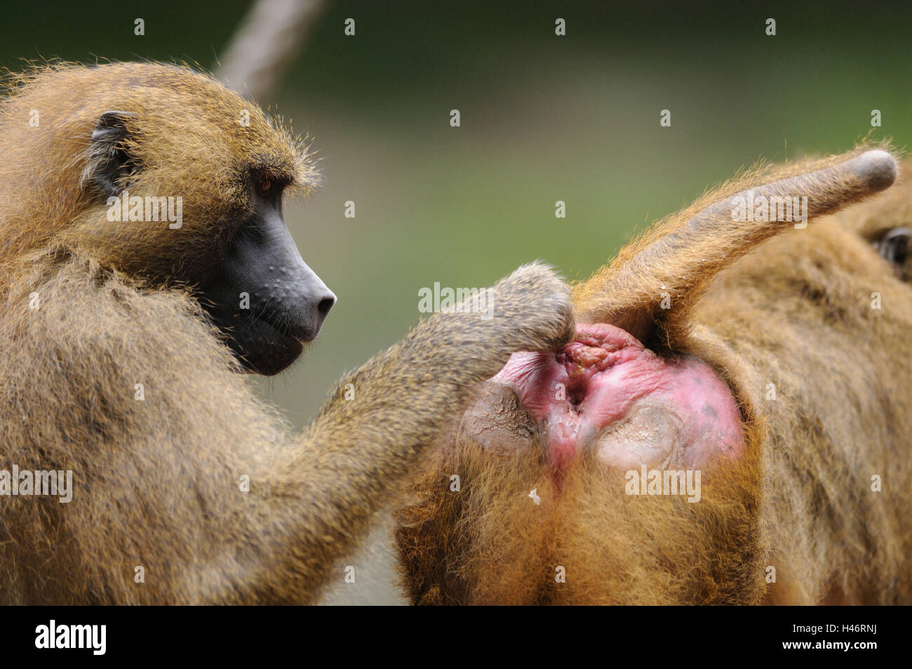 Les babouins Papio papio, Guinée, portrait, demi-fond, side view, point sur le premier plan, Banque D'Images