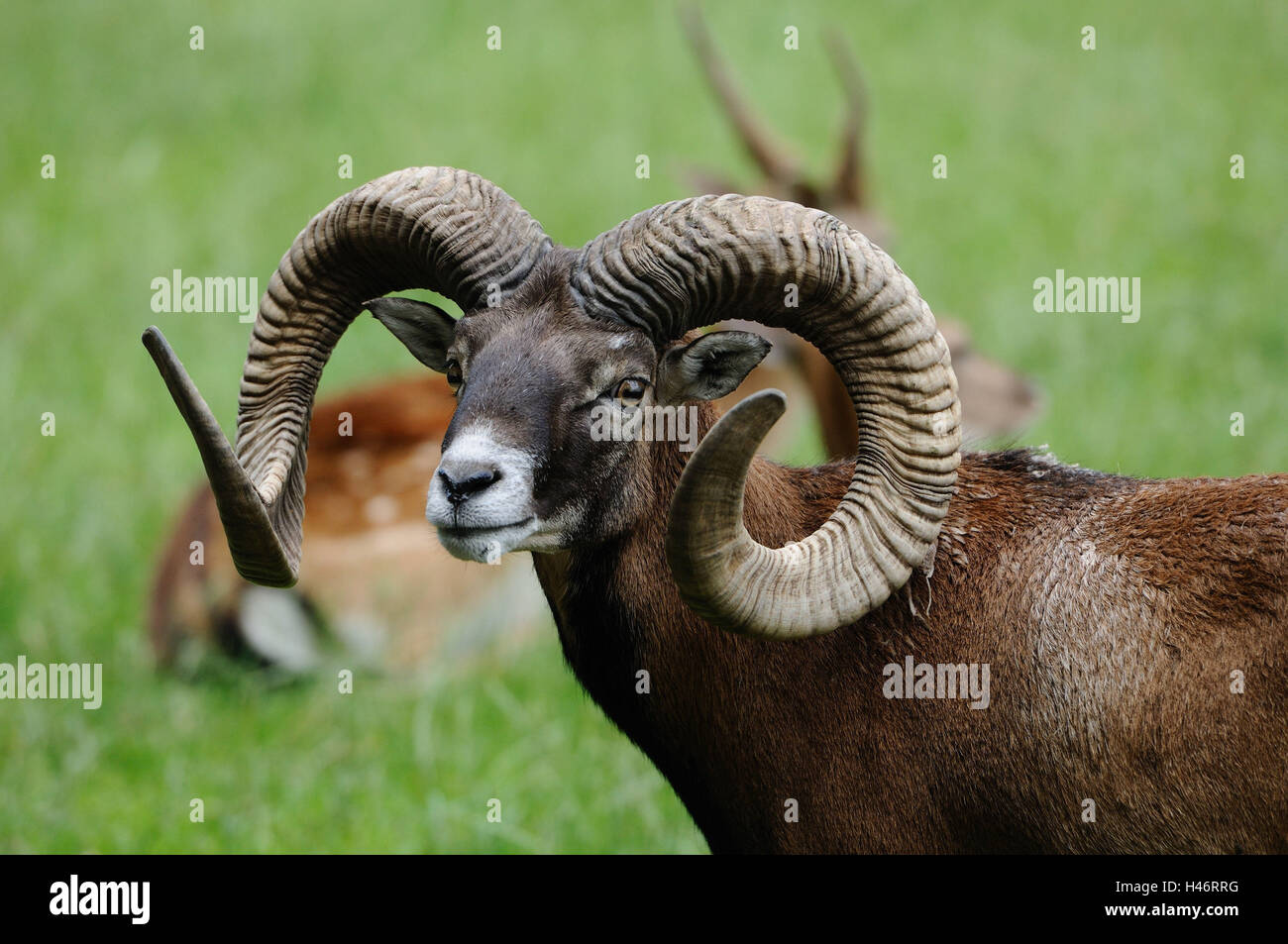 Mouflon européen, Ovis orientalis musimon, demi-portrait, prairie, vue de côté, debout, Looking at camera, point sur le premier plan, Banque D'Images