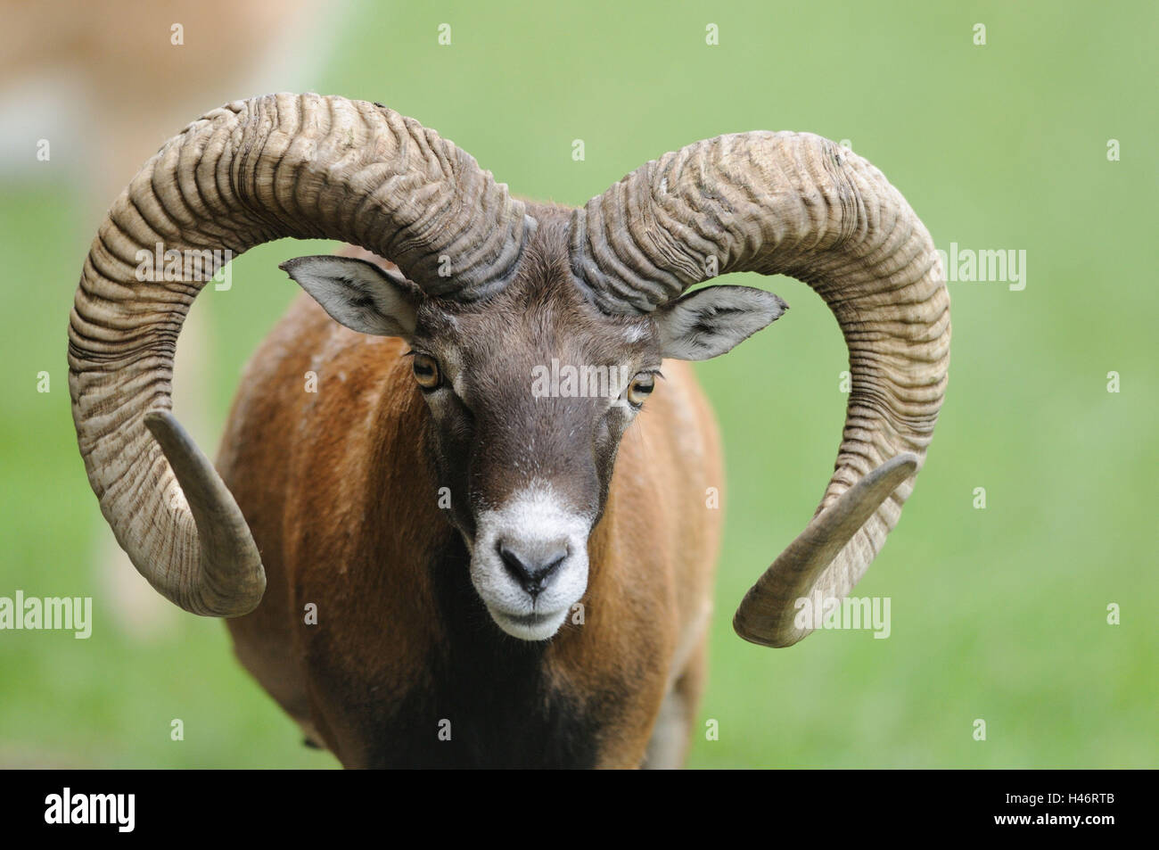 Mouflon européen, Ovis orientalis musimon, portrait, vue de face, Looking at camera, point sur le premier plan, Banque D'Images