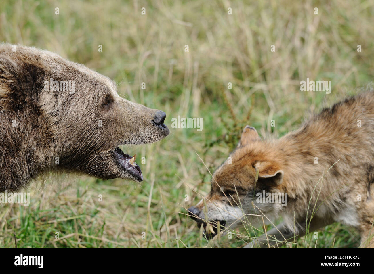 L'ours brun européen, Ursus arctos arctos, le loup, Canis lupus, portrait, side view, baring teeth, Banque D'Images