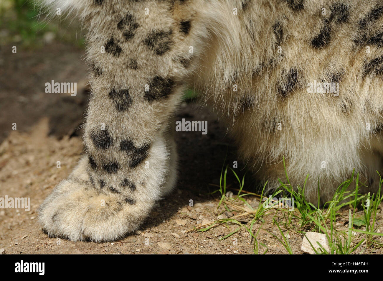 Snow Leopard, Uncia uncia, pieds, vue de côté, assis, Banque D'Images
