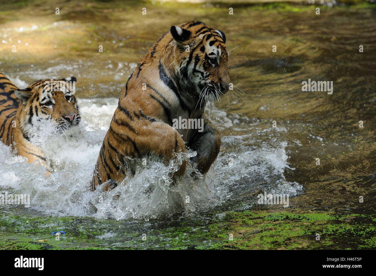 Tigres de Sibérie, Panthera tigris altaica, l'eau, vue de côté, sauter, jouer, Banque D'Images