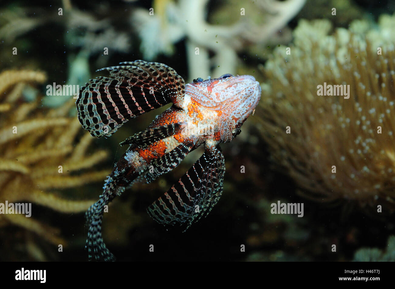 La naine rouge feu, poisson Dendrochirus brachypterus, sous-marin, de front, nager, Banque D'Images