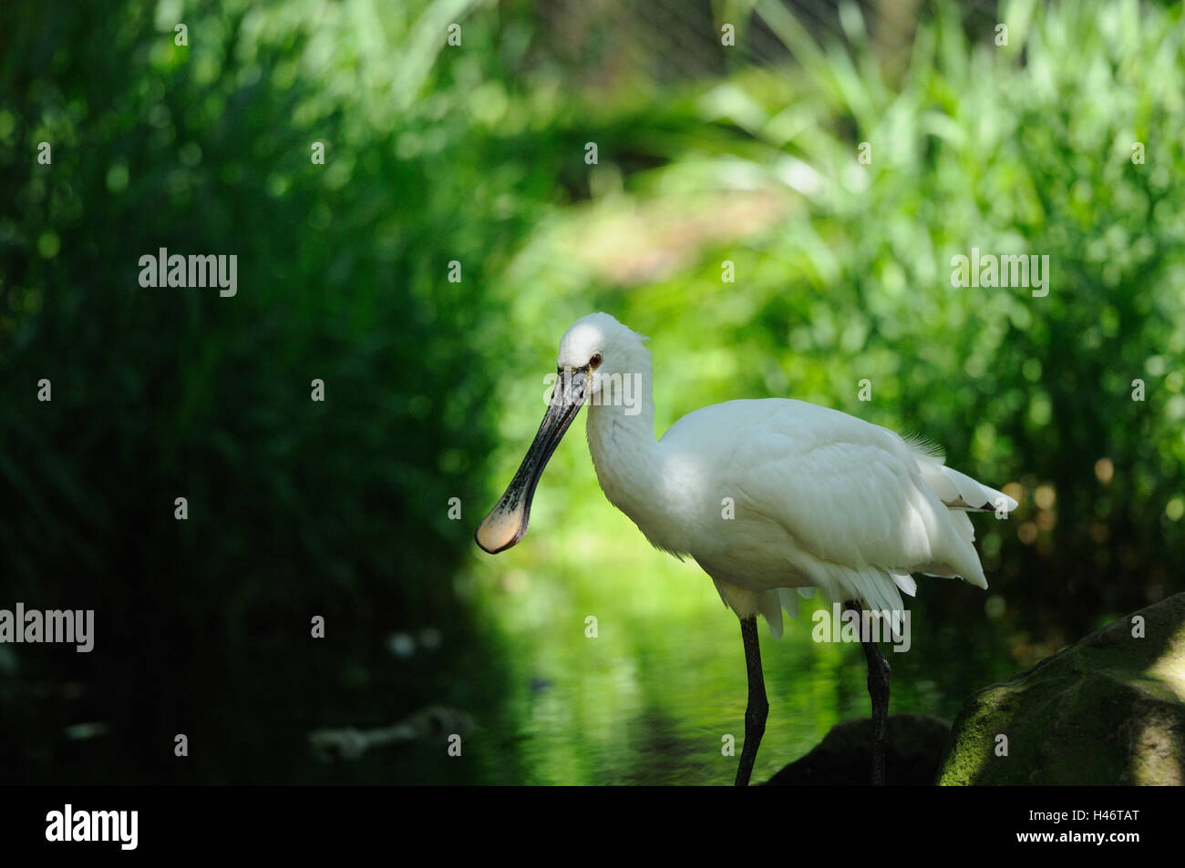 Löffler, Platalea leucorodia, meadow, rendez-vous, vue latérale, Banque D'Images