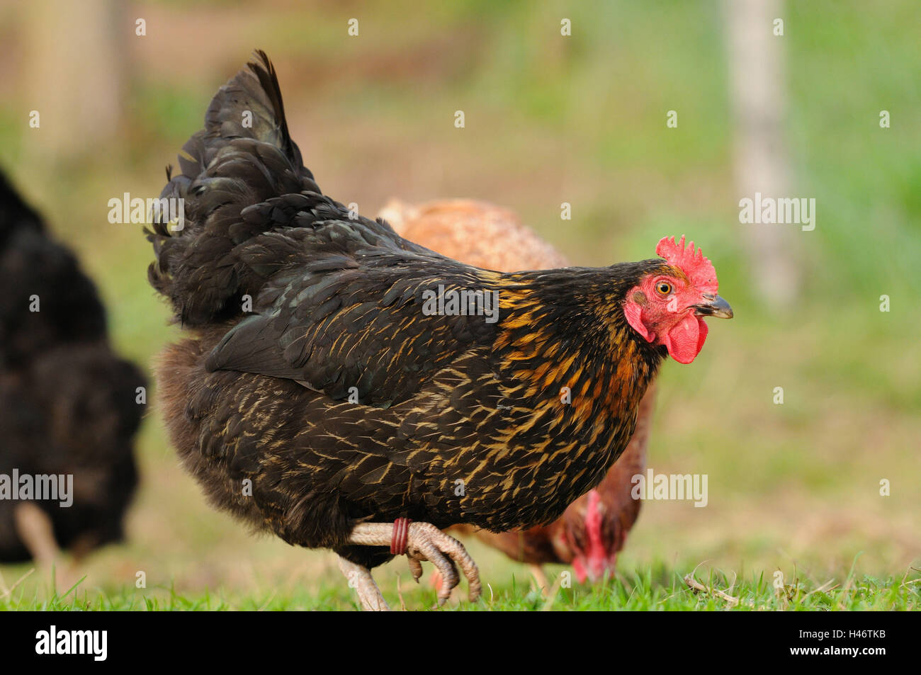 Chambre poulet, Gallus gallus domesticus, femelles, side view, stand, Banque D'Images