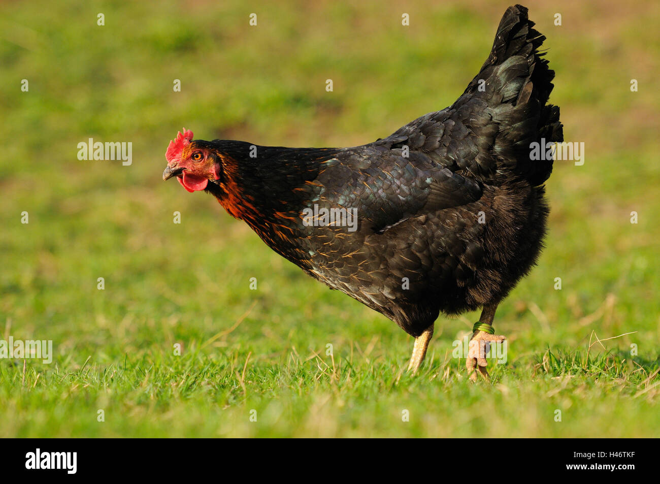 Poulet, Gallus gallus domesticus, femme, vue de côté, debout, Banque D'Images