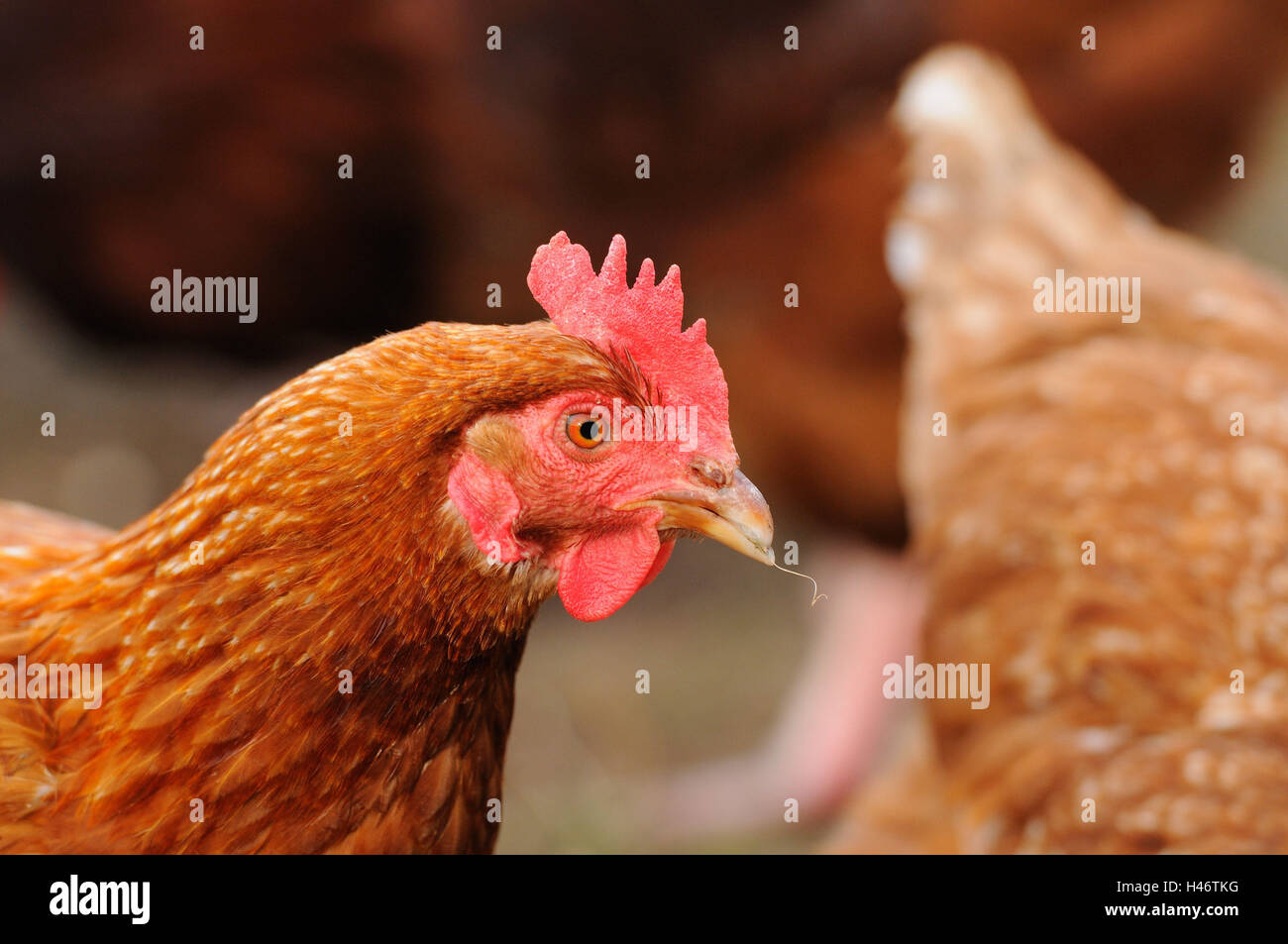 Chambre poulet, Gallus gallus domesticus, femmes, portrait, side view, Banque D'Images
