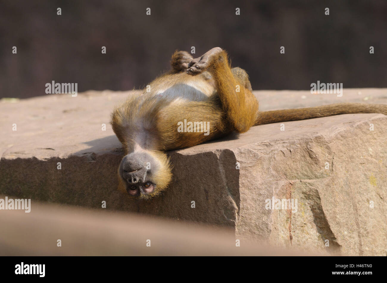 Le babouin Papio papio, Guinée, jeune animal, rock, retour, mensonge, looking at camera, Banque D'Images