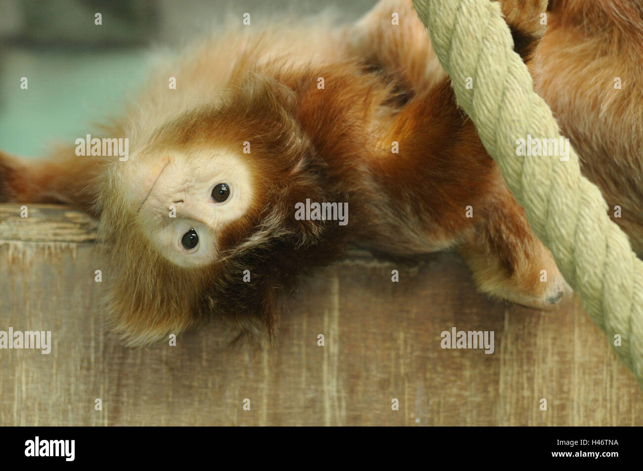 Trachypithecus auratus auratus, Java-Haubenlangur, dos, mensonge, voir dans l'appareil photo, Banque D'Images