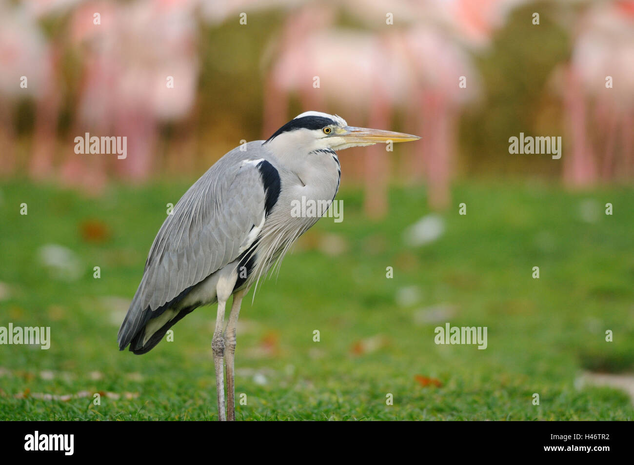 Les hérons gris, Ardea cinerea, prairie, vue de côté, le socle, Banque D'Images