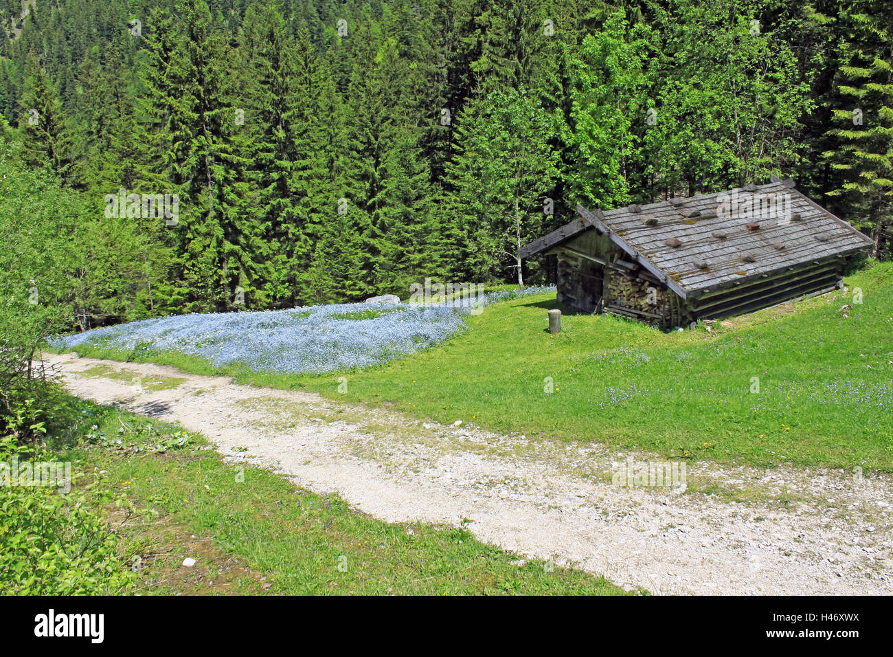 Chalet de montagne avec pré des fleurs au bord de la forêt, Banque D'Images