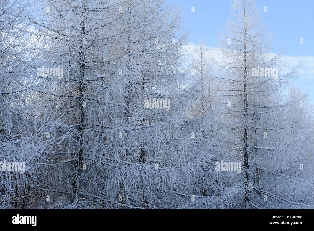 Le bois, l'hiver, les mélèzes d'Europe, Larix decidua, Haut-Palatinat, en Bavière, Allemagne, Banque D'Images