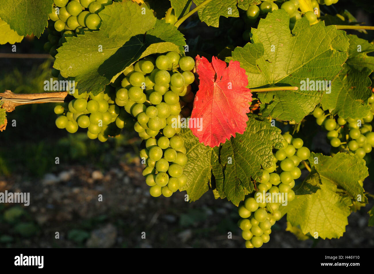 Le raisin, vigne, vert, immature, Baden-Wurttemberg, Allemagne, Banque D'Images