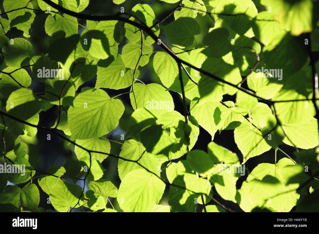 Feuilles de citron vert, Banque D'Images