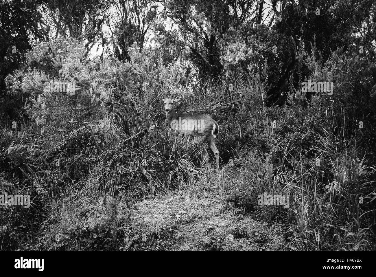 Deer regarder cuscatlán paramo Banque D'Images