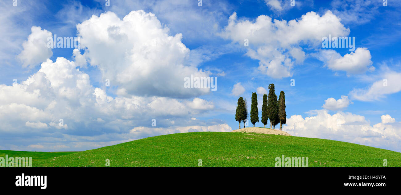 Paysage toscan, de cyprès sur la colline, Italie Banque D'Images