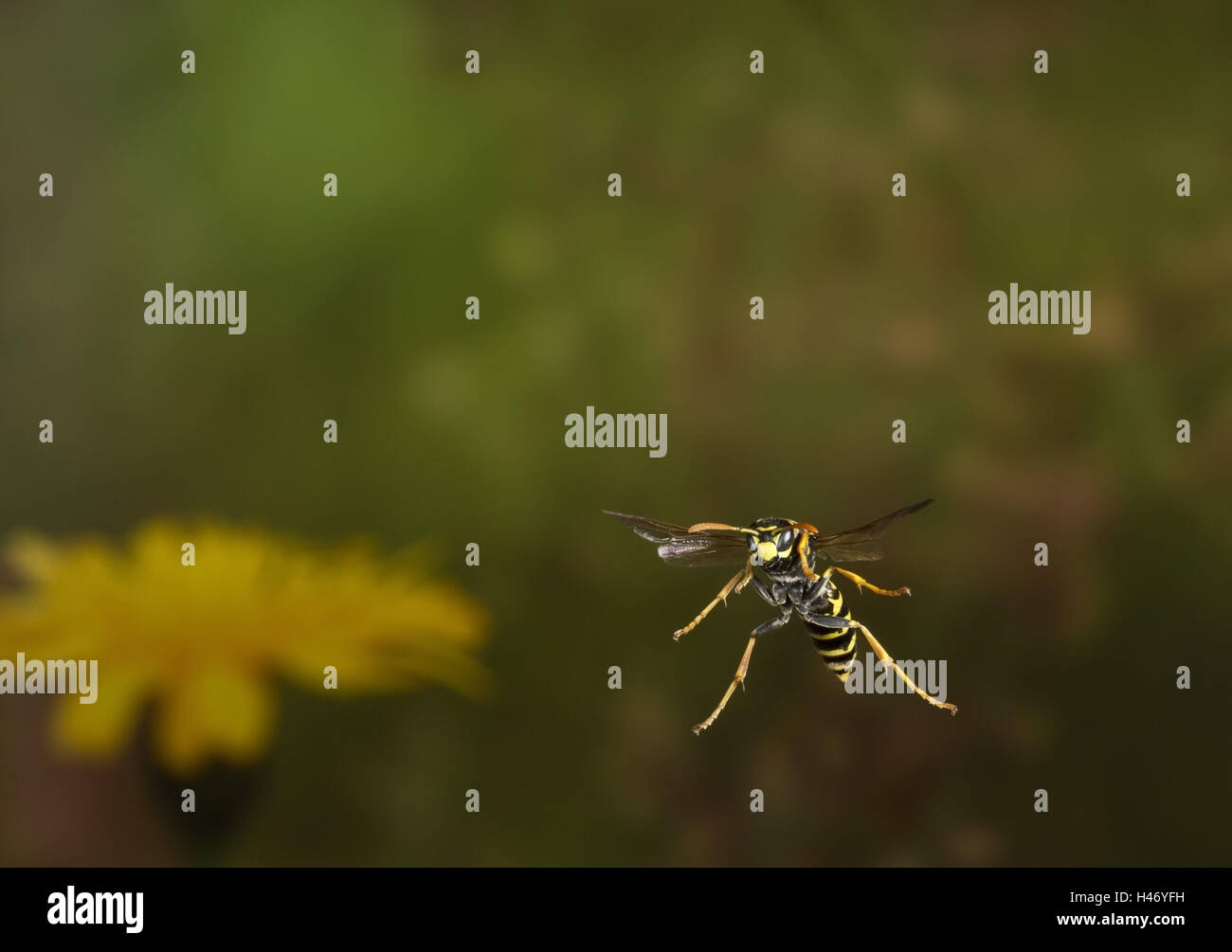 Champ gaulois, Polistes dominula guêpe, dans le vol, Banque D'Images