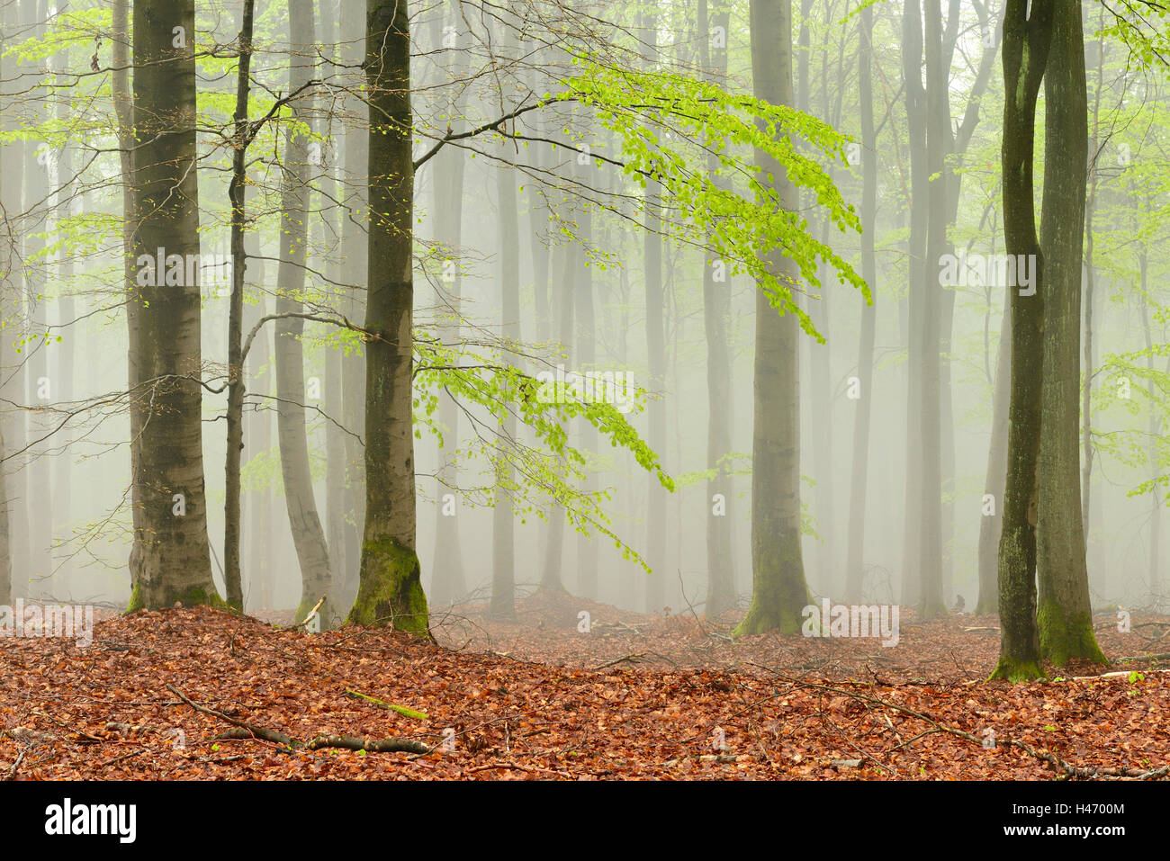 Forêt de hêtres au début du printemps, Hesse, Allemagne Banque D'Images