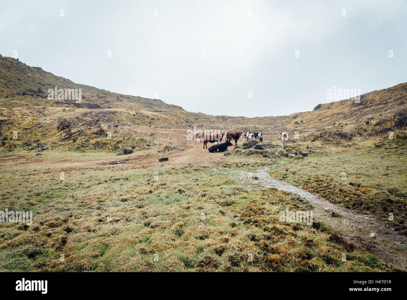 Paramo Chingaza highlands Colombie Banque D'Images