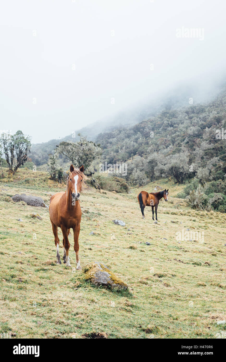 Les chevaux sauvages du parc national de l' ouest Banque D'Images