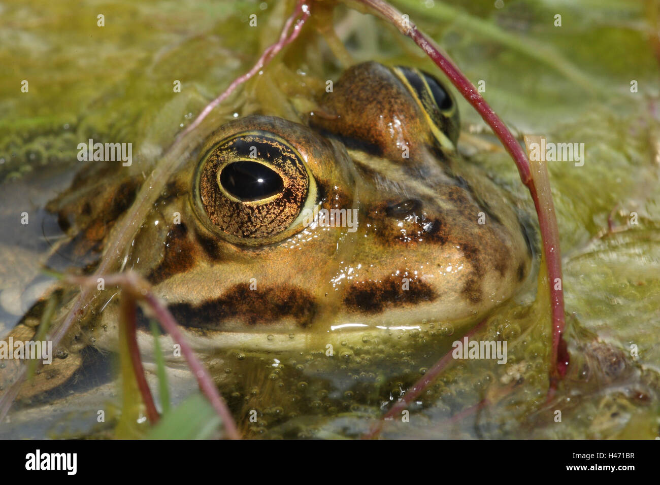 Grenouille d'eau, Rana esculenta, Banque D'Images