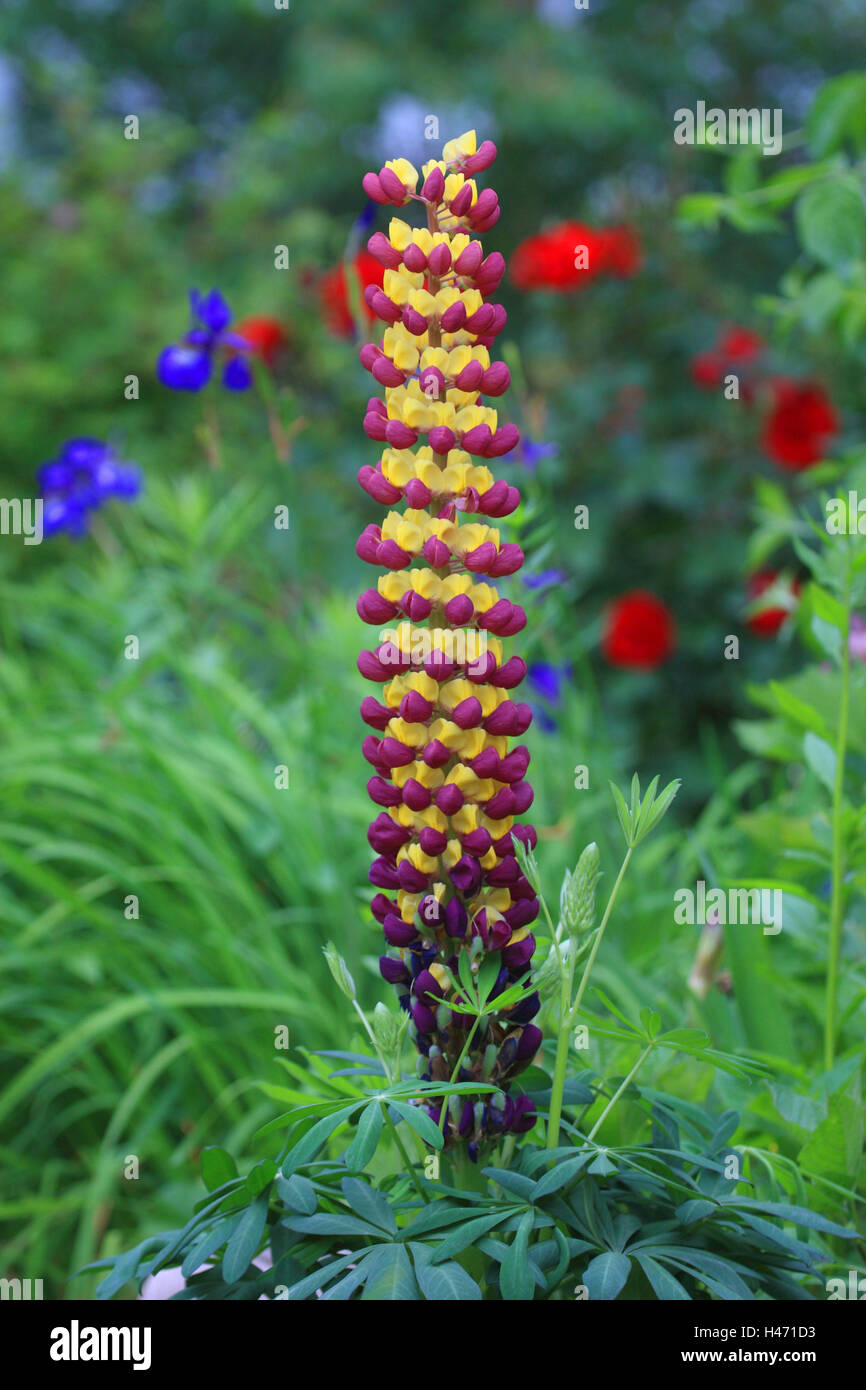 Lupin, Lupinus spec., Banque D'Images