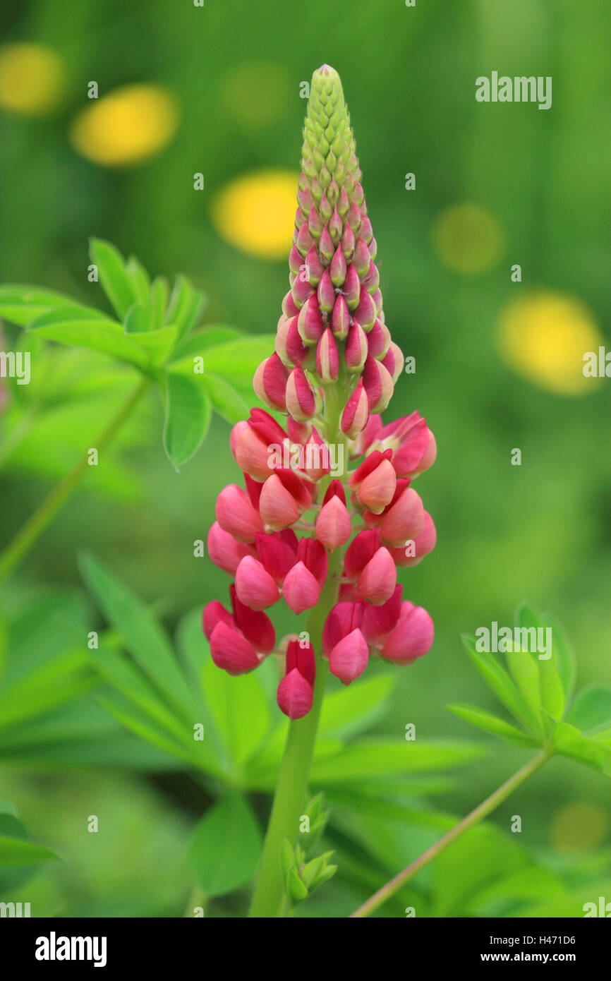 Lupin, Lupinus nootkatensis, Banque D'Images