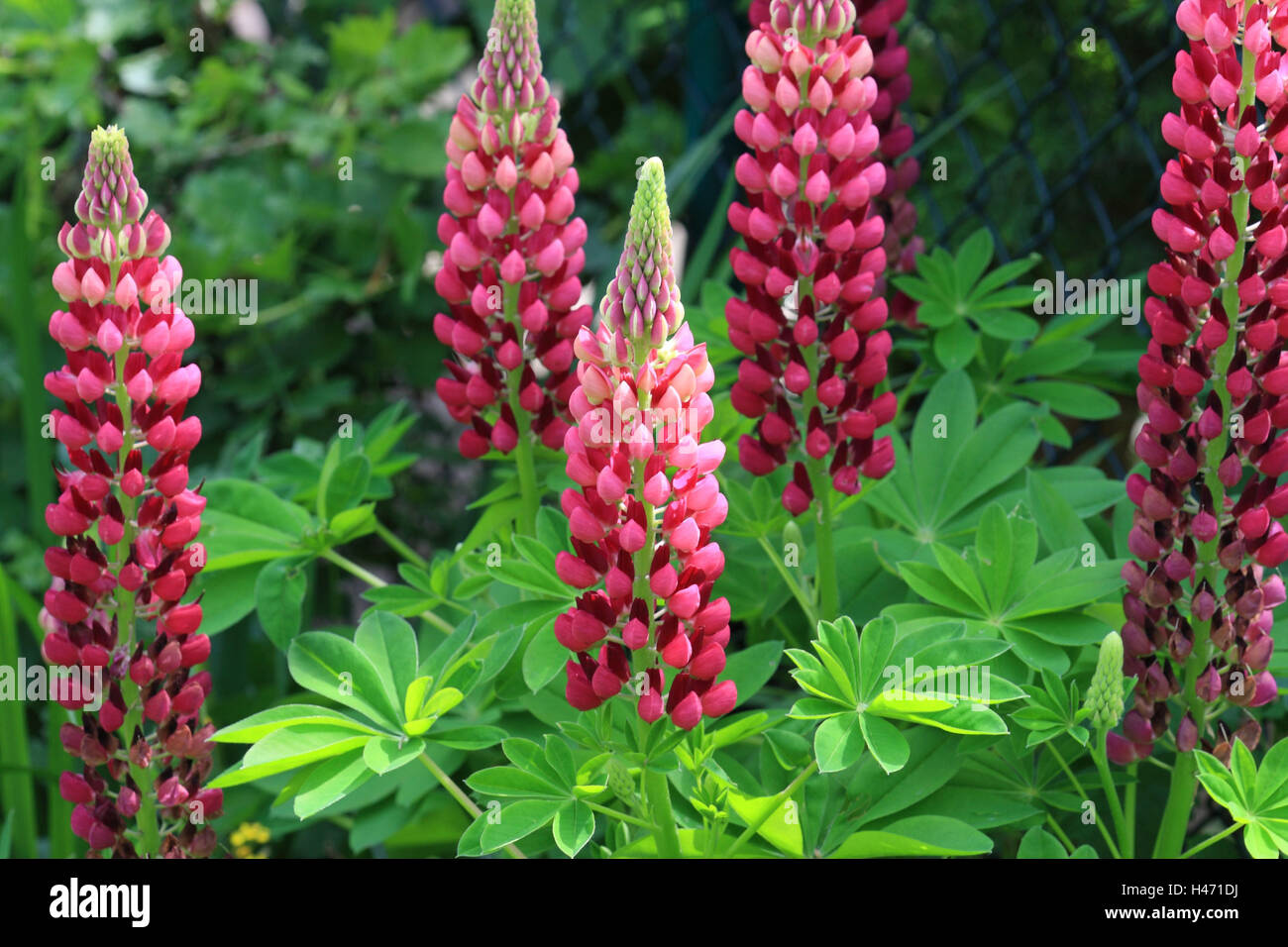 Lupin, Lupinus nootkatensis, Banque D'Images