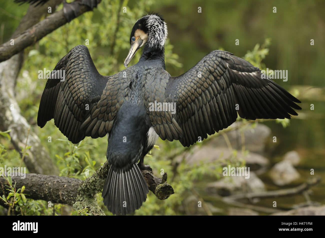 Cormorant, Phalacrocorax carbo, écartant les ailes, Banque D'Images