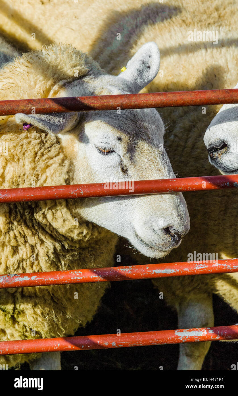Corby Glen juste des moutons, Grantham, Lincolnshire - Un mouton face blanche dans un stylo en attente d'être vendus Banque D'Images