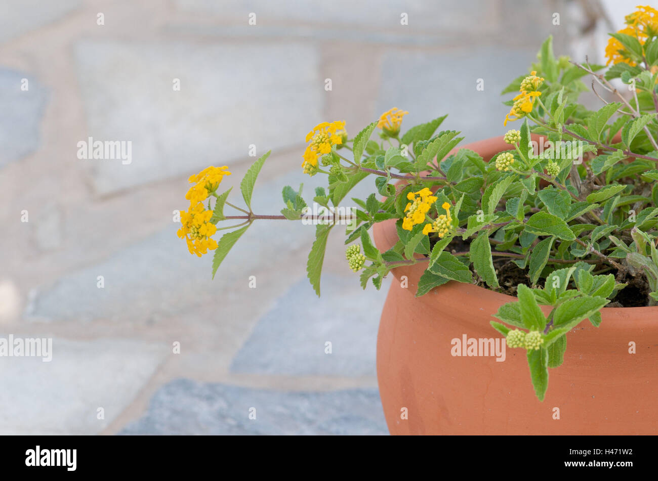 La sauge sauvage, fleurs, jaune, Banque D'Images