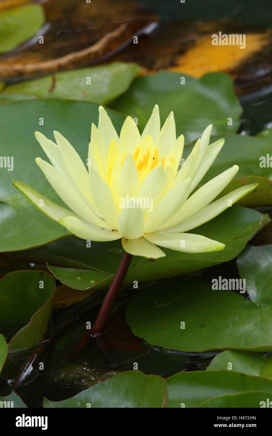 Nénuphar jaune, Banque D'Images