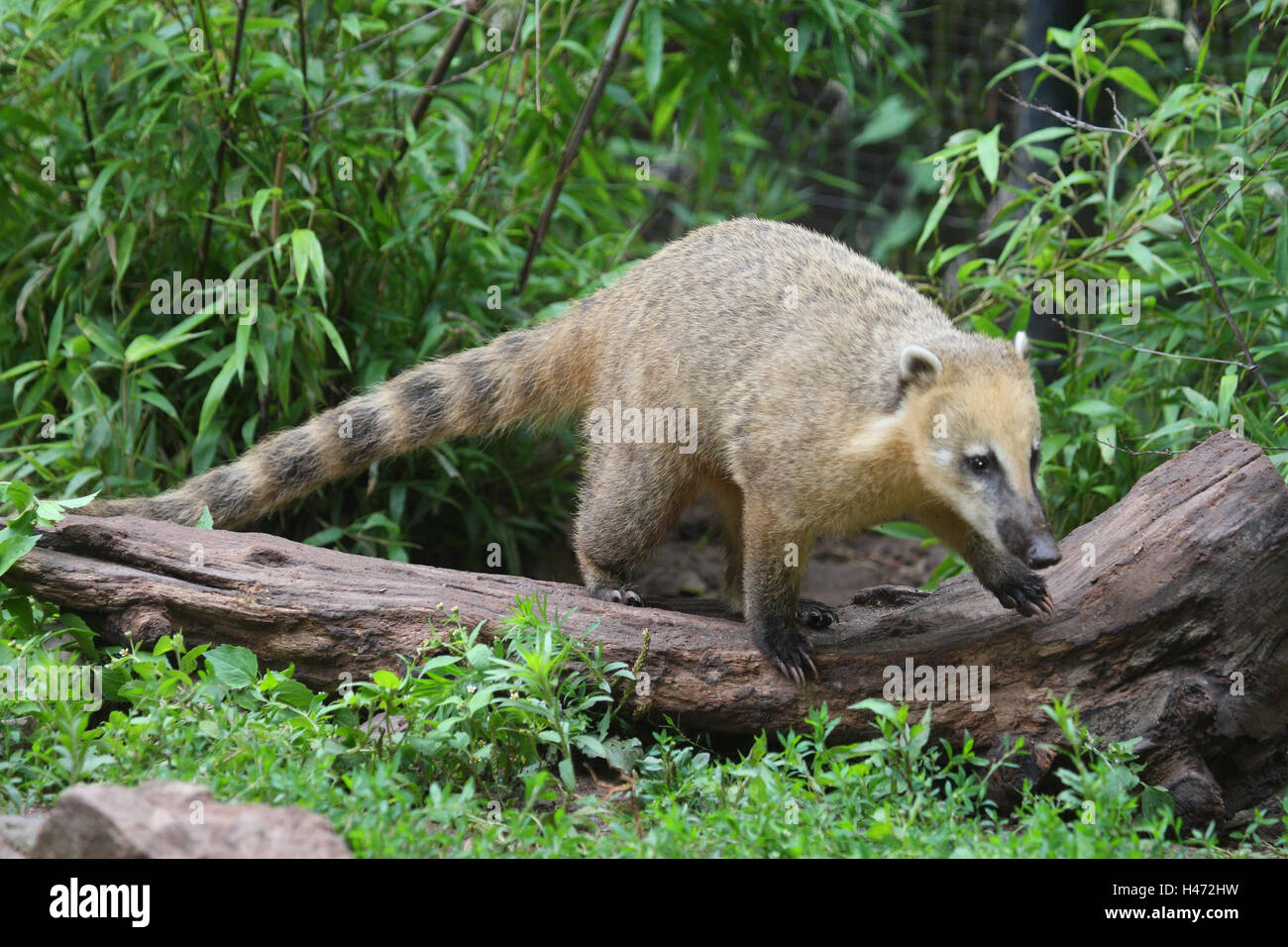 Ours nasale, Banque D'Images