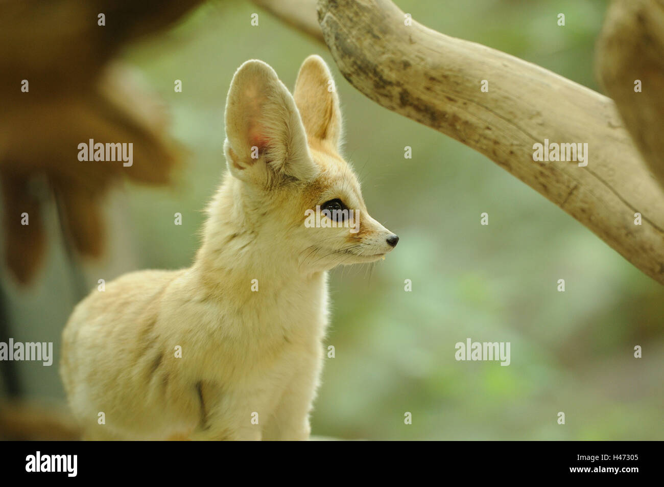 Fennec fox, Vulpes zerda, portrait, side view, Banque D'Images