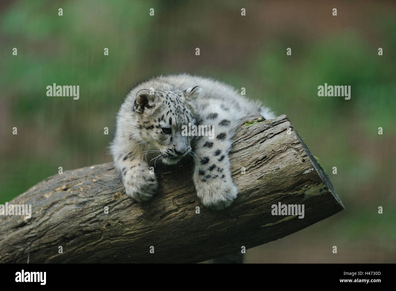 Snow Leopard, Uncia uncia, jeune animal, grimper, tronc, vue latérale, Banque D'Images